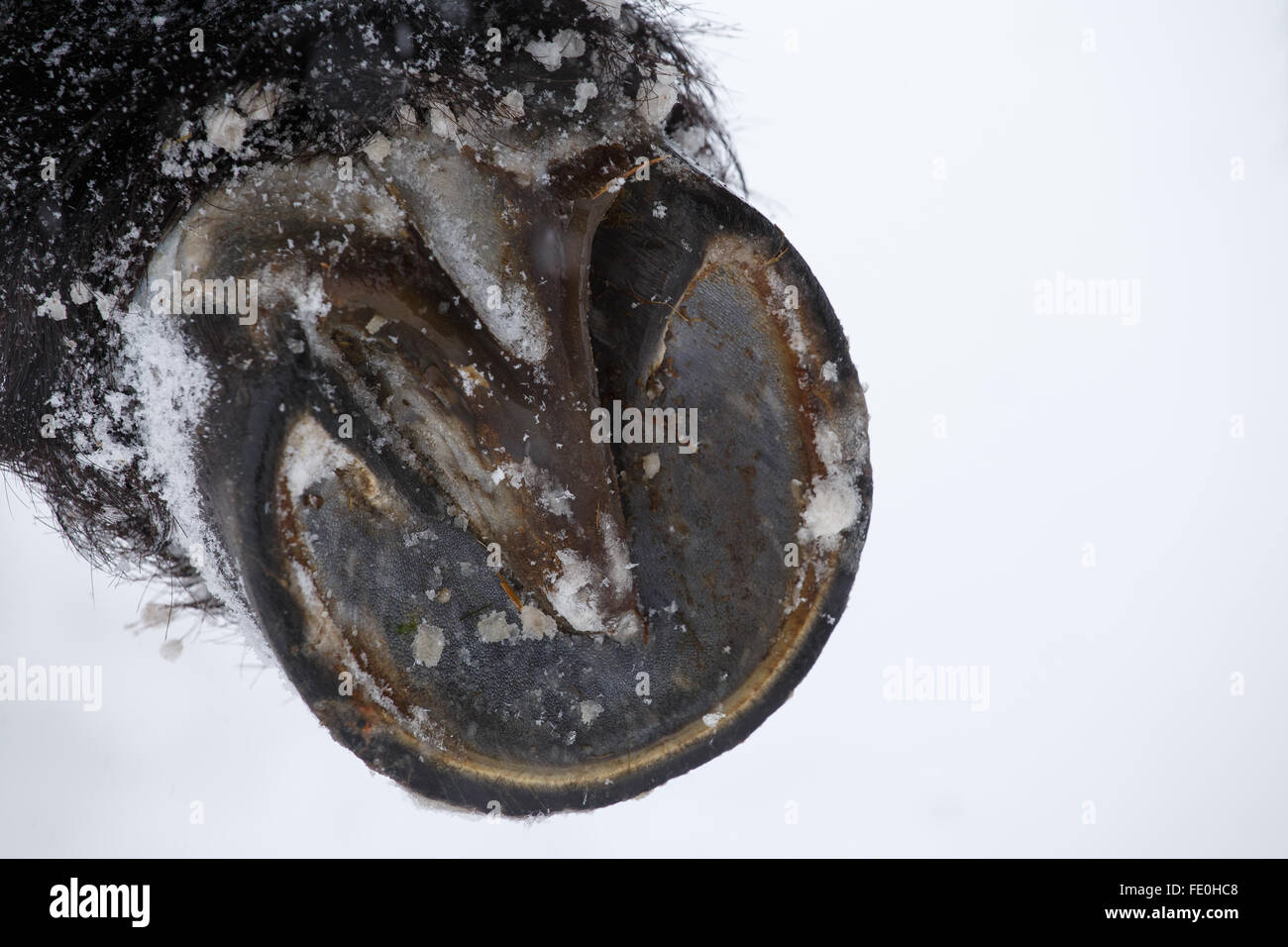 Closeup of horse hooves in winter Stock Photo Alamy