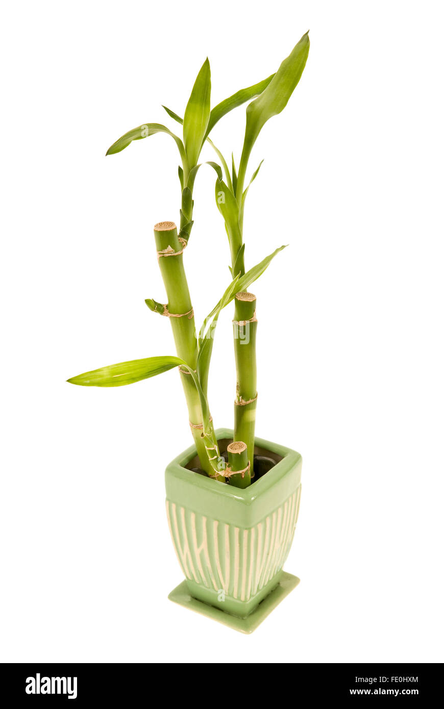 Bamboo Plant in Vase Stock Photo Alamy