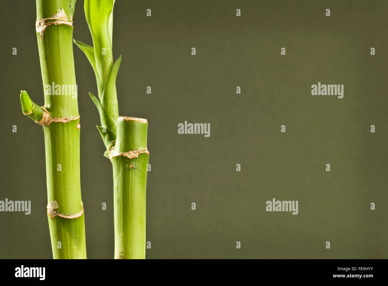 Bamboo With Dark Background Stock Photo - Alamy