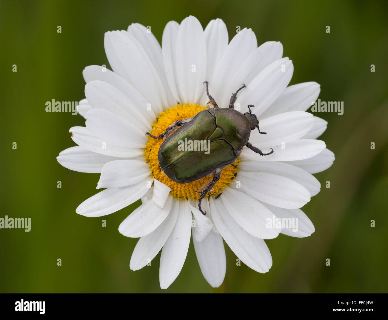 Rose Chafer Beetle, Cetonia aurata, Finland Stock Photo