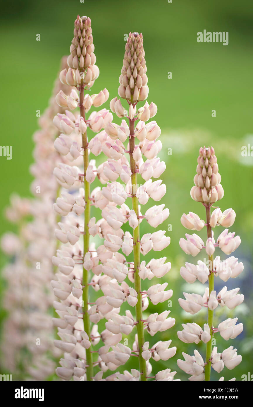 Lupin Flowers, Lupinus polyphyllus, Finland Stock Photo