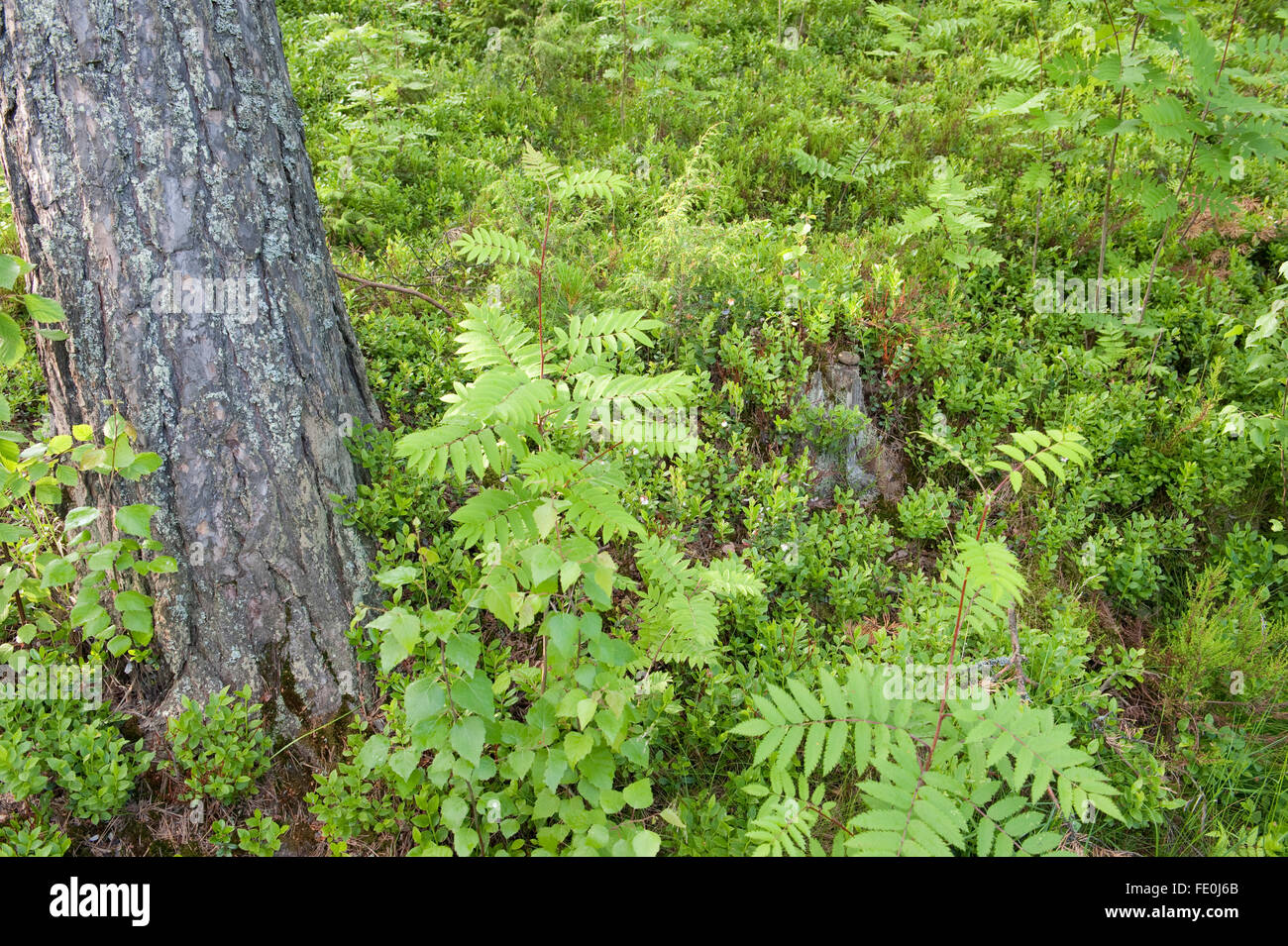 Woodland ferns hi-res stock photography and images - Alamy