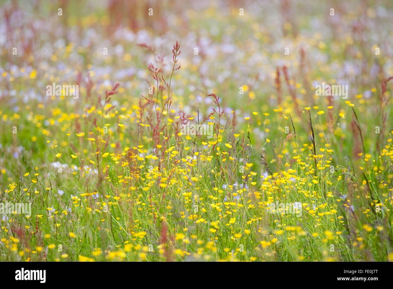 Wild Flower Meadow, Lentiira, Finland Stock Photo