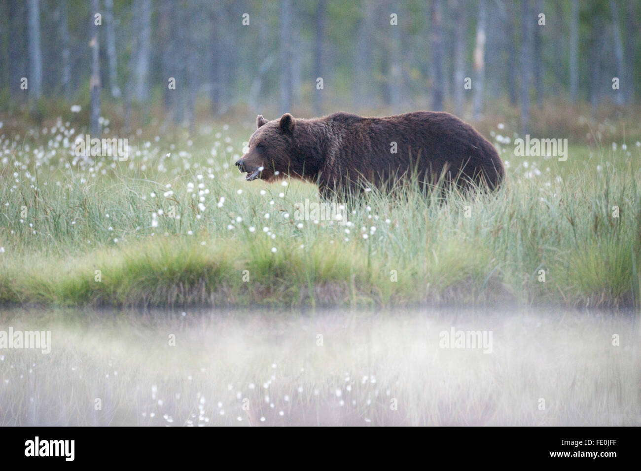 European Brown Bear, Ursus arctos arctos, Finland Stock Photo - Alamy