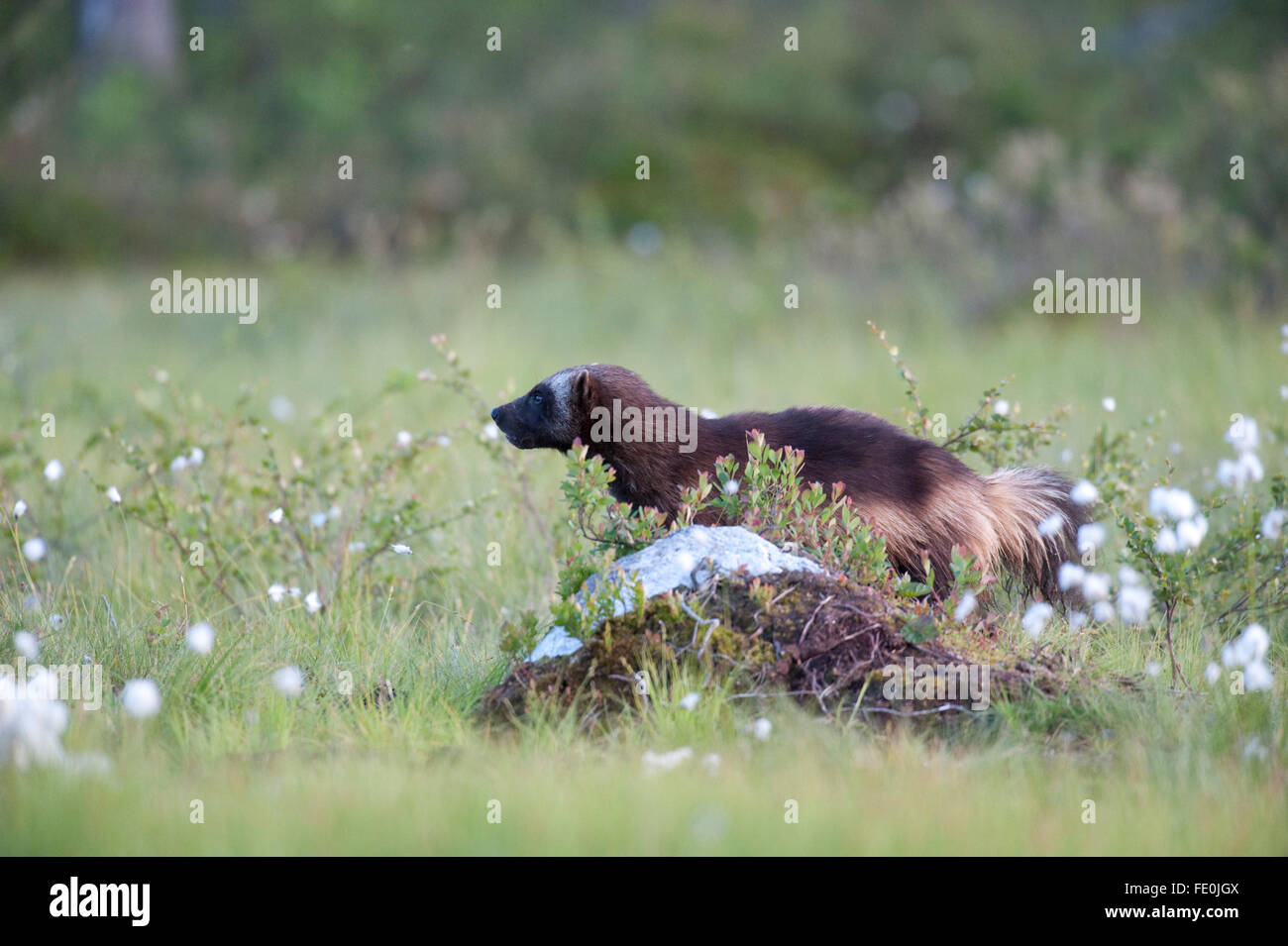 Gulo Gulo High Resolution Stock Photography and Images - Alamy