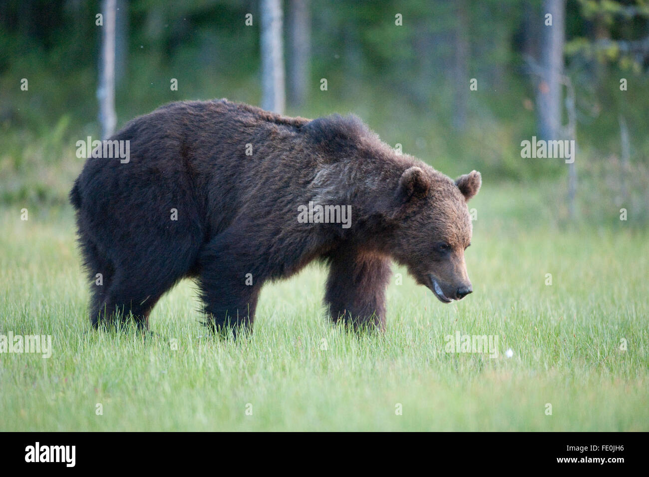 European Brown Bear, Ursus arctos arctos, Finland Stock Photo - Alamy