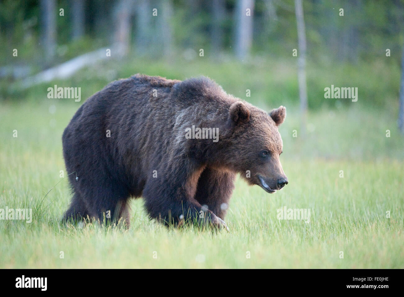 European Brown Bear, Ursus arctos arctos, Finland Stock Photo - Alamy