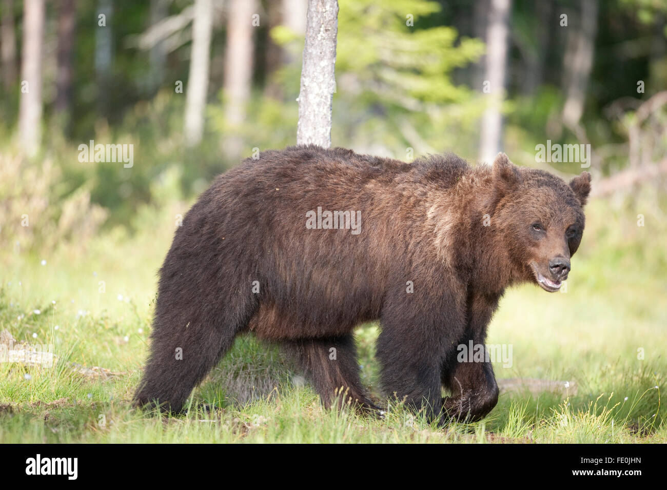 European Brown Bear, Ursus arctos arctos, Finland Stock Photo - Alamy