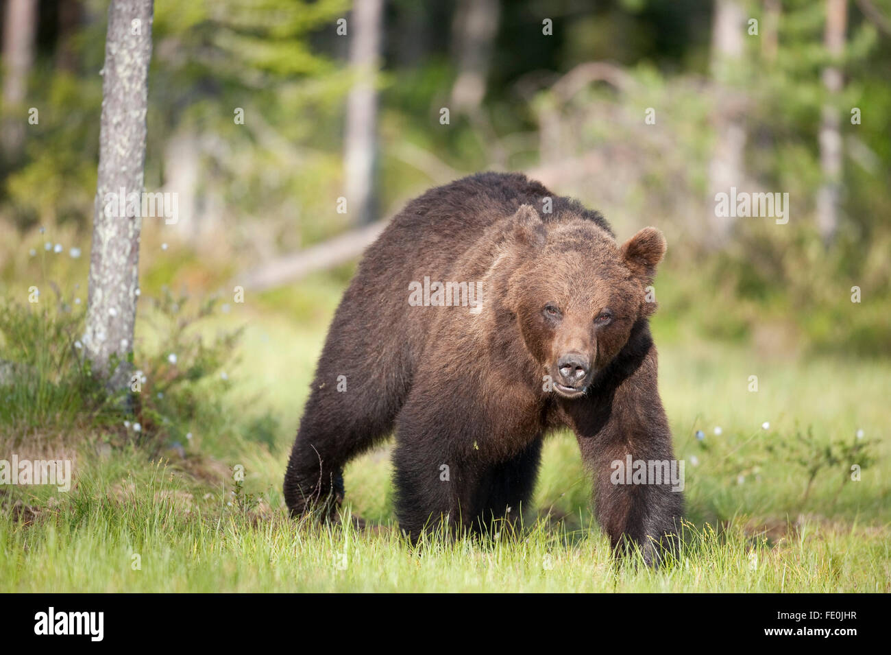 European Brown Bear, Ursus arctos arctos, Finland Stock Photo - Alamy