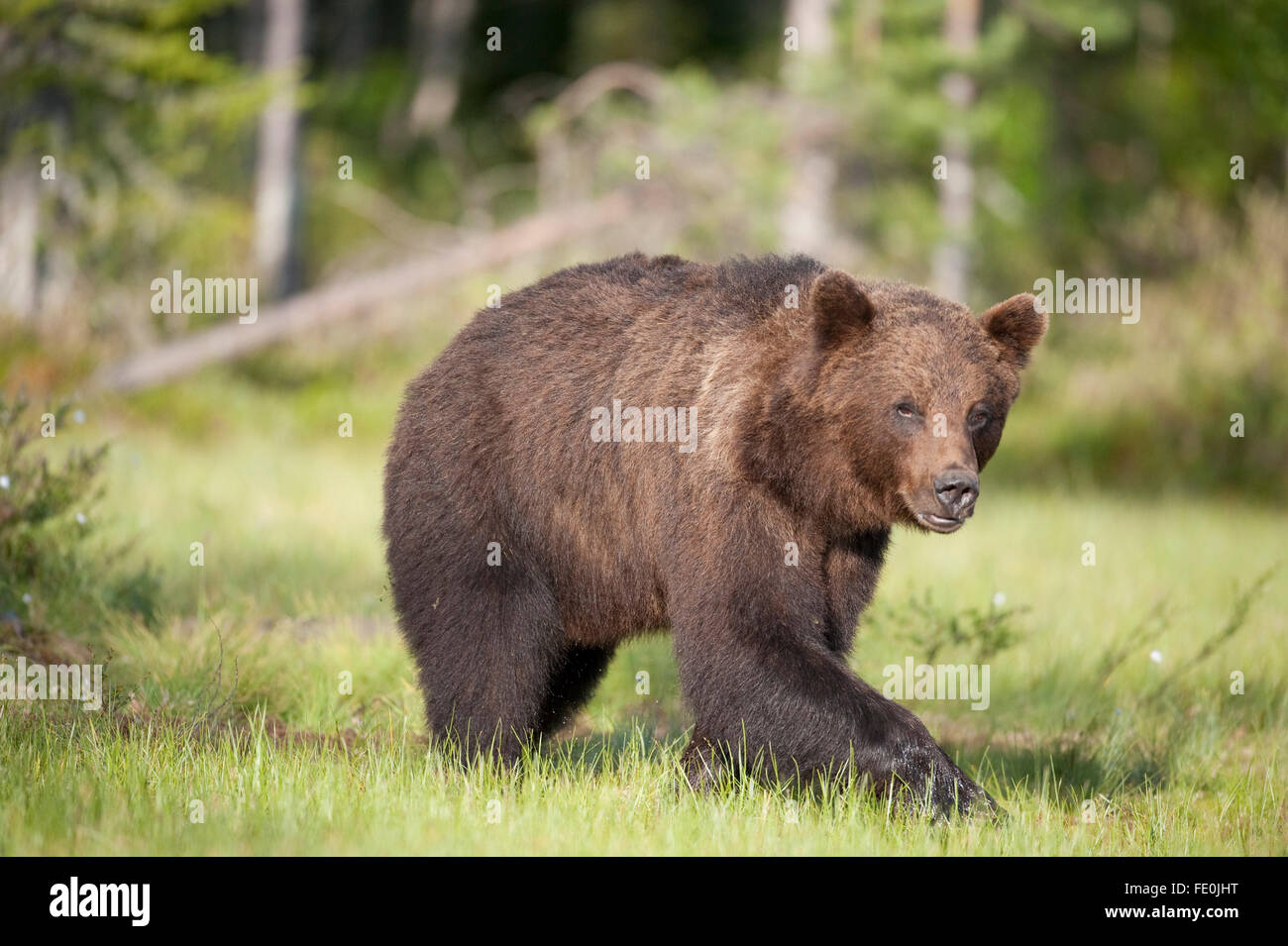 European Brown Bear, Ursus arctos arctos, Finland Stock Photo
