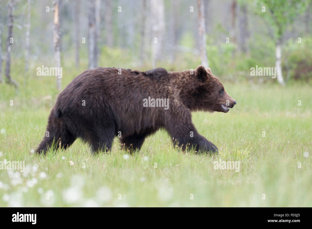 European Brown Bear, Ursus arctos arctos, Finland Stock Photo - Alamy