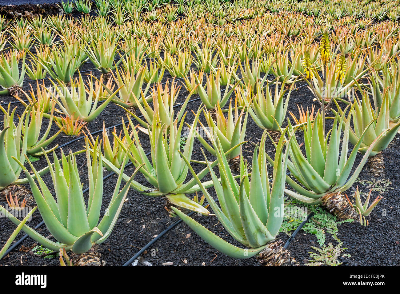 Cultivated Aloe Vera Plants Lanzarote Spain Stock Photo