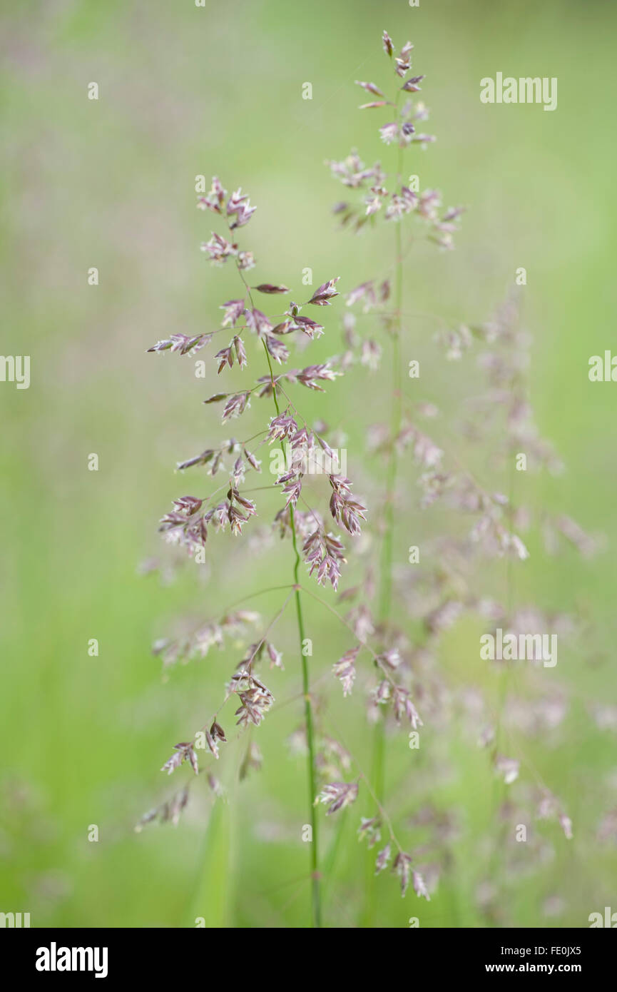 Close up of grasses in meadow, Kuhmo, Finland Stock Photo