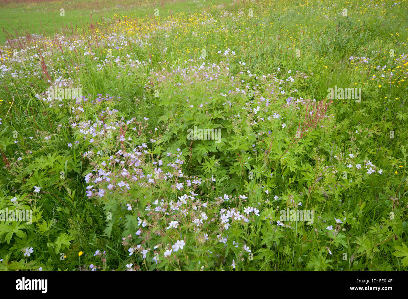 Meadow flowers and grasses, Kuhmo, Finland Stock Photo