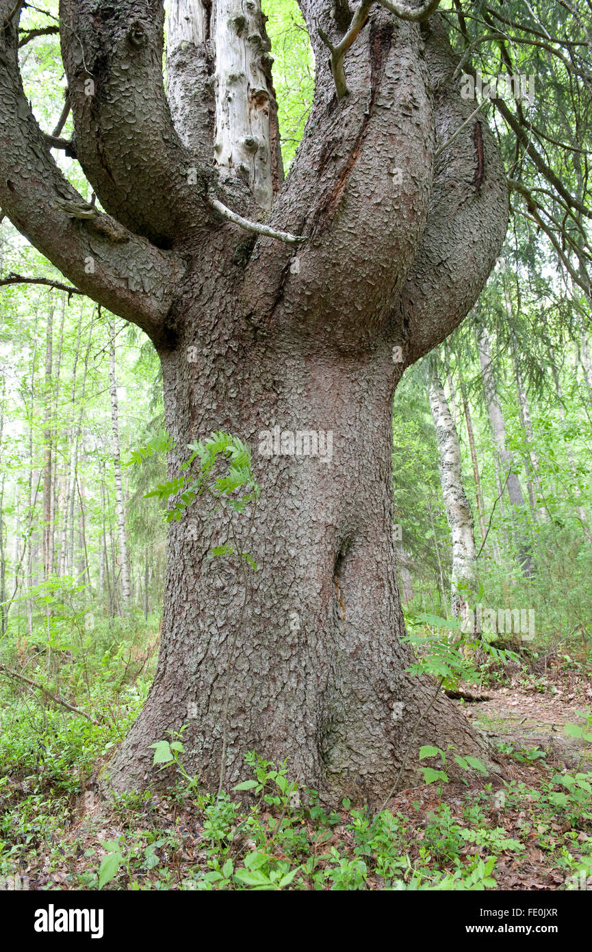 Old Pine Tree, Lentiira, Kuhmo, Finland Stock Photo