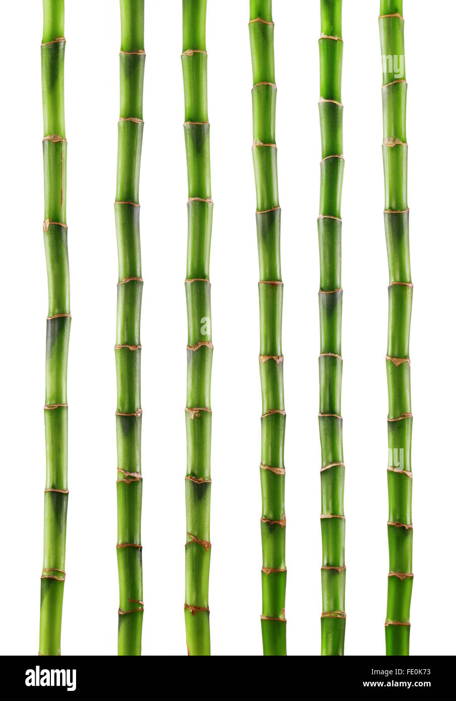 Fresh bamboo isolated on white background. Clipping Path Stock Photo