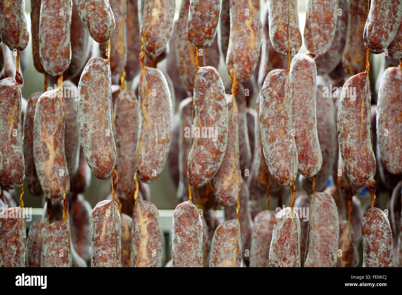 Close up of many freshly packed sausages left hanging to be cured in meat processing plant Stock Photo