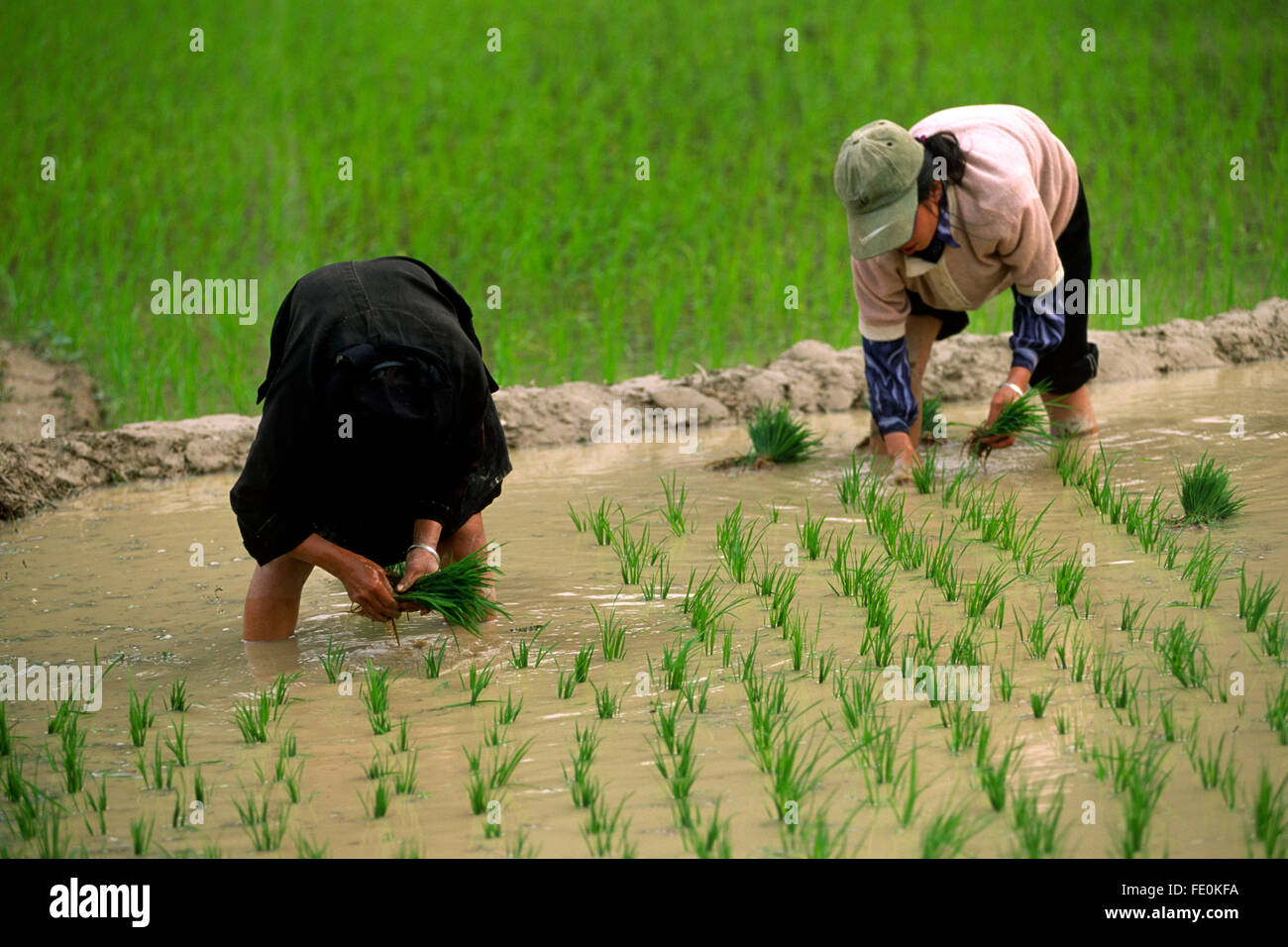 Vietnam, Ha Giang province, Yen Minh, rice fields, farmers Stock Photo