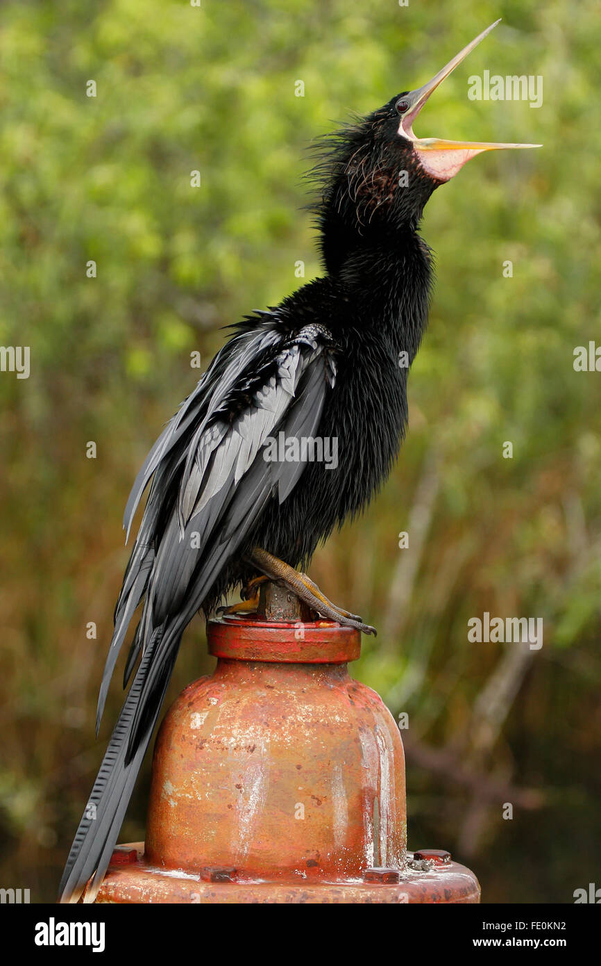 Anhinga fishing in florida hi-res stock photography and images - Alamy