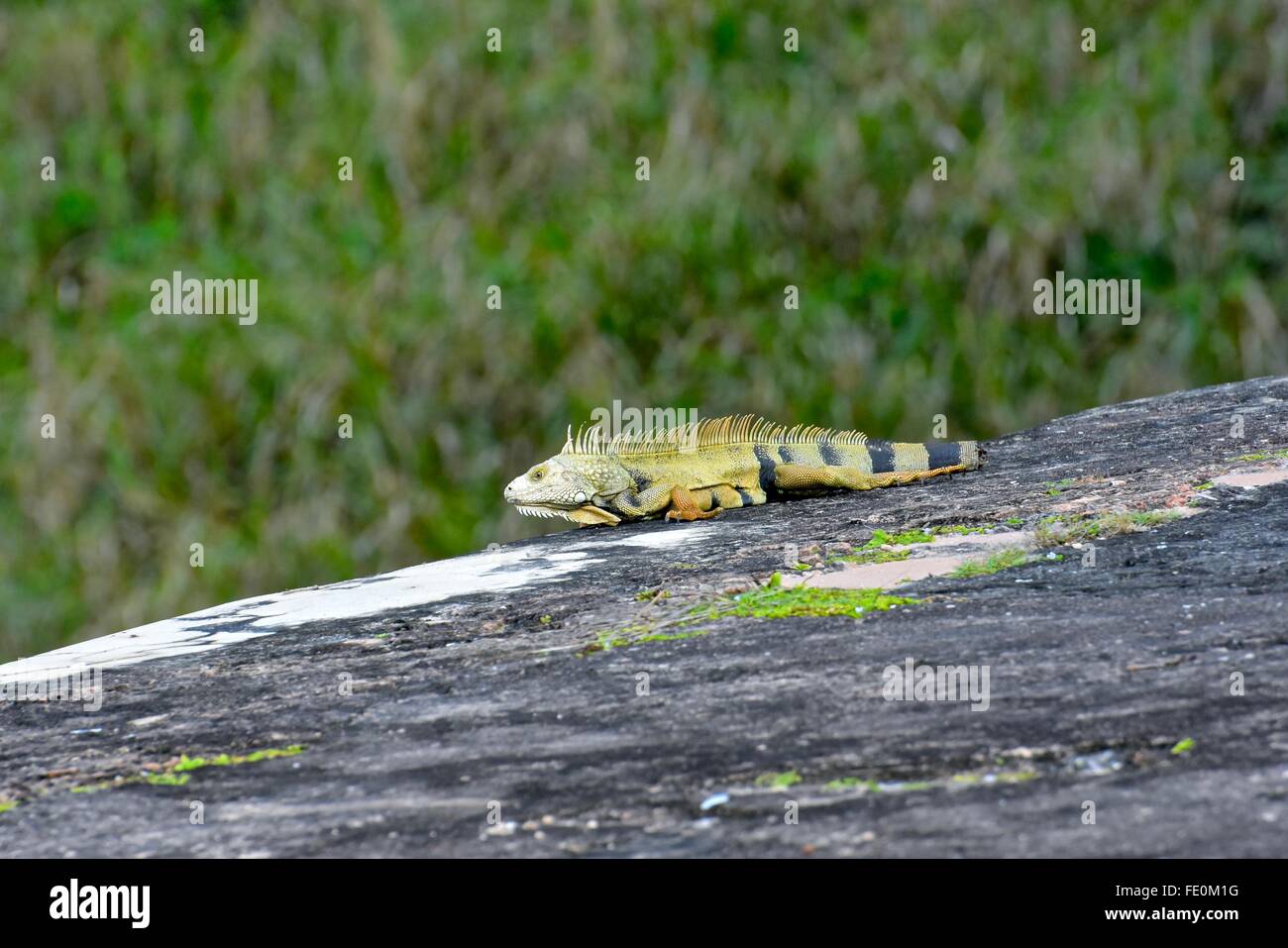 Iguana on a rock ledge Stock Photo