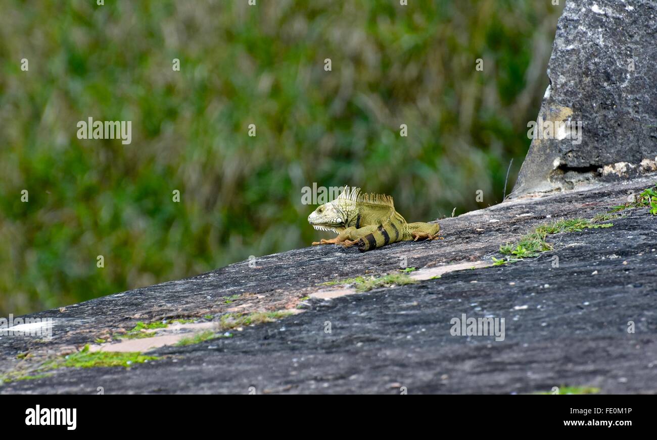 Iguana on a rock ledge Stock Photo