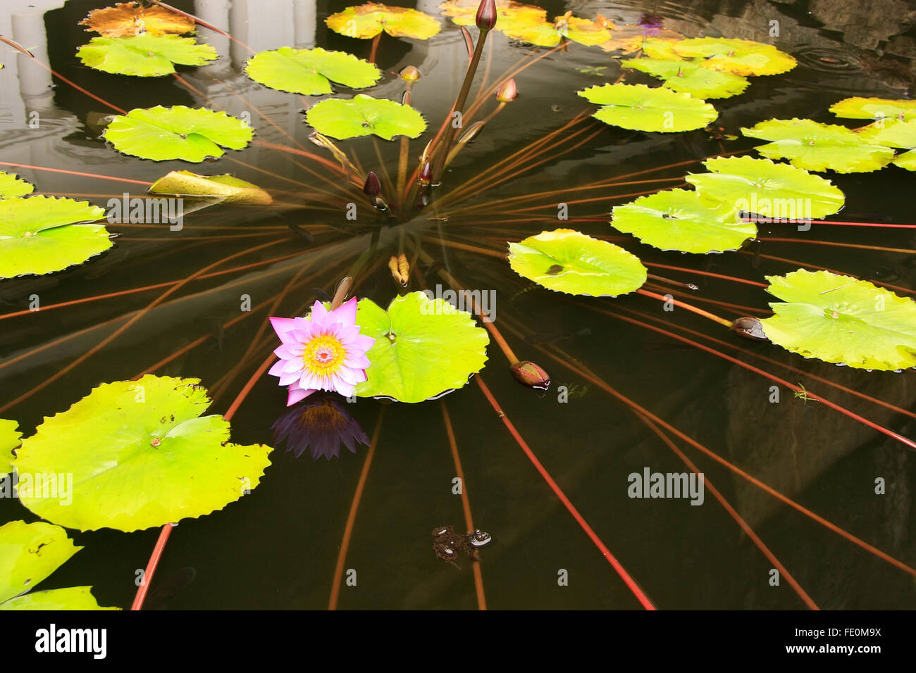 Pond with water lilies at Dambulla Golden Temple in Sri Lanka. It is