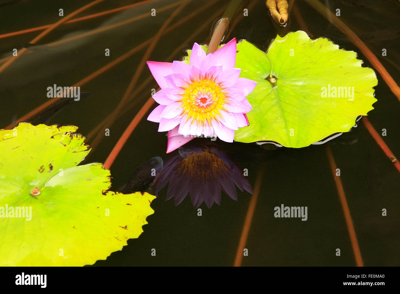 Pond with water lilies at Dambulla Golden Temple in Sri Lanka. It is