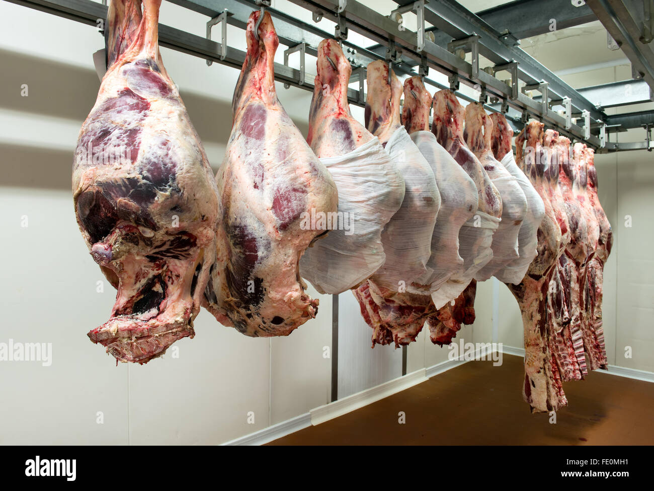 Large pieces of raw butchered meat hanging from metallic racks in food processing plant refrigeration room Stock Photo