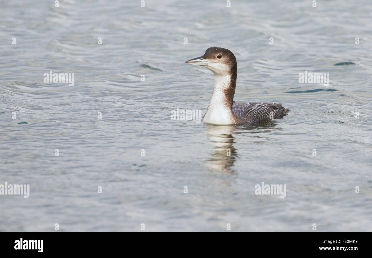 Great northern diver (Gavia Immer) in winter plumage. The species is known as the great northern loon in North America. Stock Photo