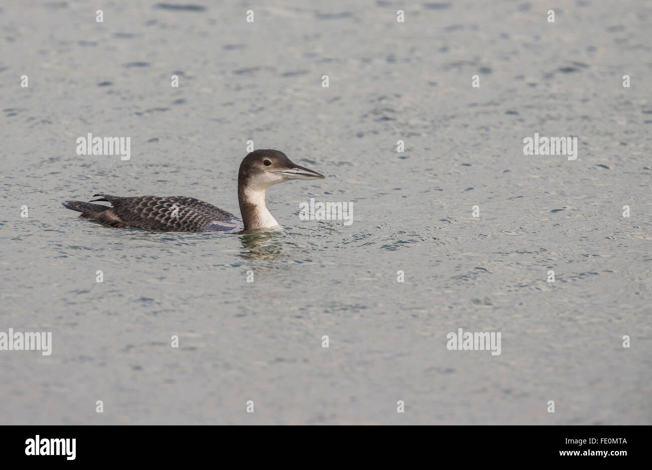 Great northern diver (Gavia Immer) in winter plumage. The species is known as the great northern loon in North America. Stock Photo