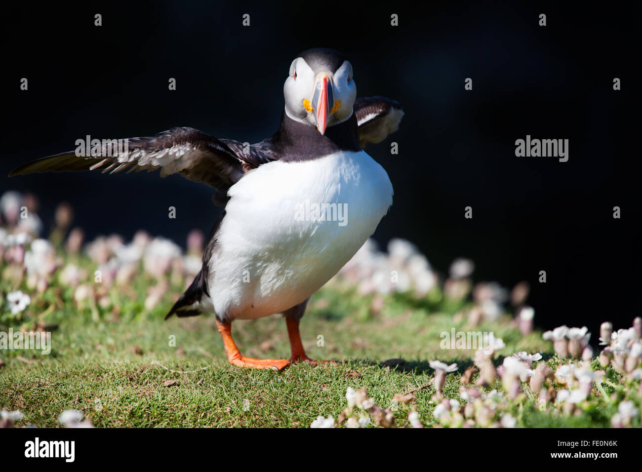 A Puffin flexing its wings on a headland Resting before flying off to look for food. Located on the wick at skomer island, wales Stock Photo