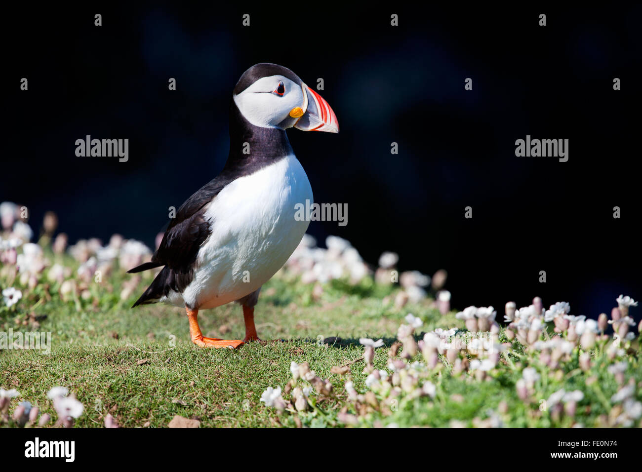 British Isles: A single adult Atlantic puffin, Fratercula Artica, walks across the headland on near the birds nesting site on a warm day. Stock Photo