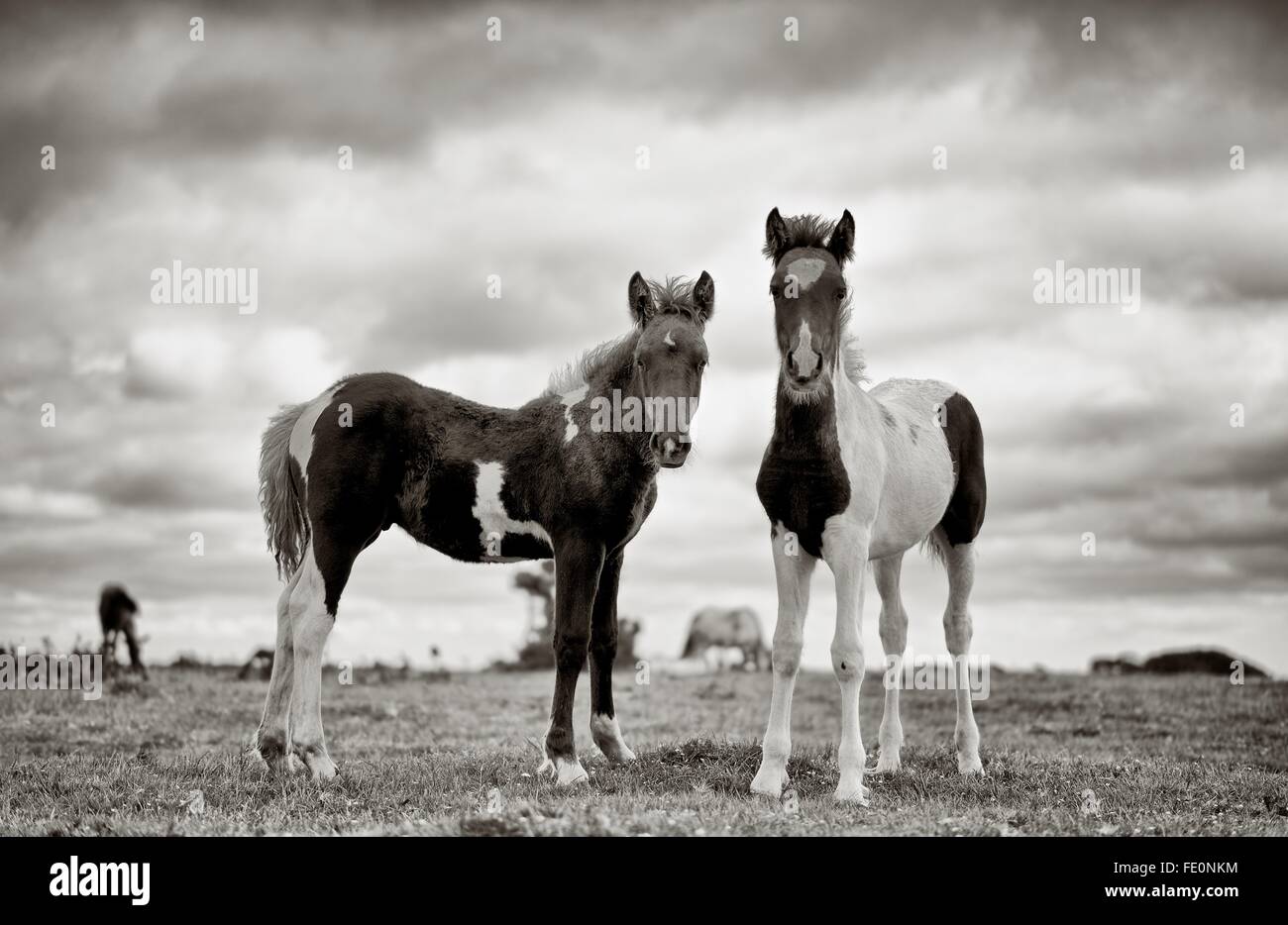 Two brave young Bodmin Ponies on the moor squaring up to the photographer. Converted to B+W and lightly toned. Stock Photo