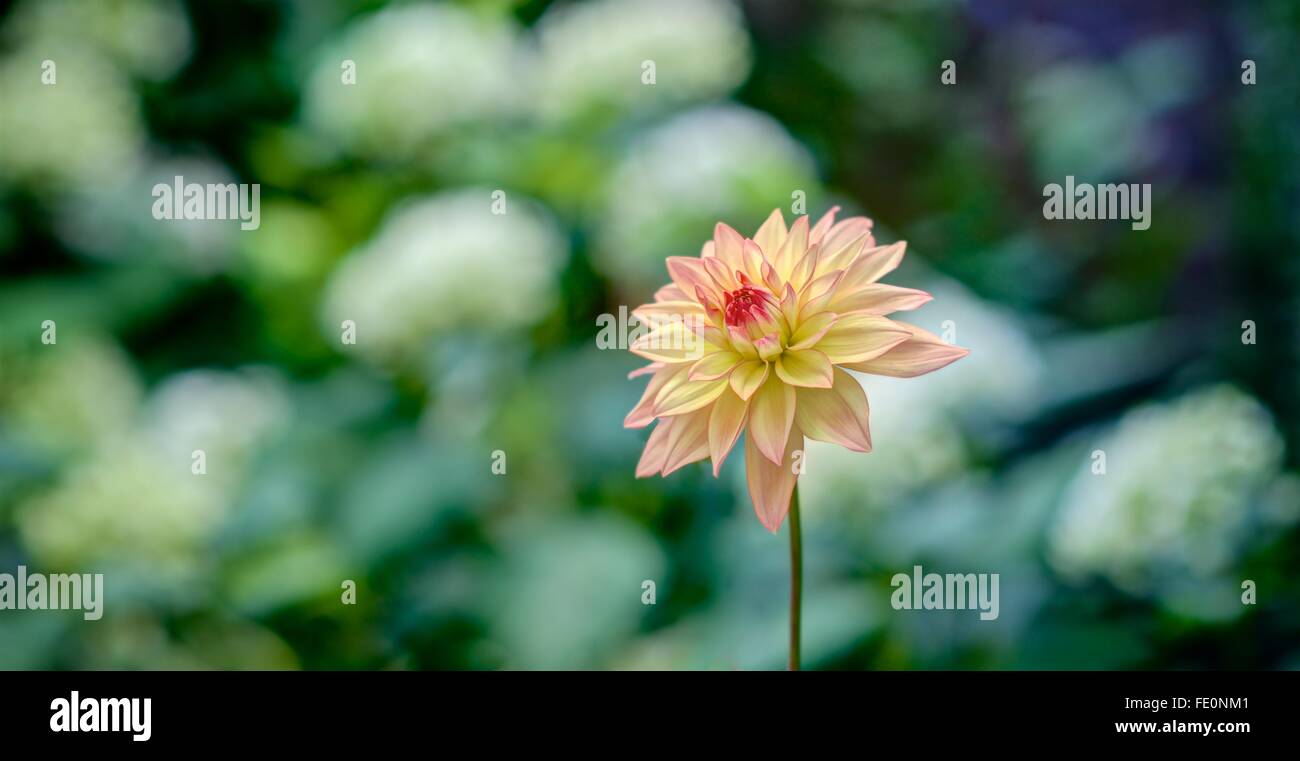 Sharply rendered peach colored Daylia taken against a blurred background of predominantly white flowers and dark green foliage. Horizontal panoramic. Stock Photo
