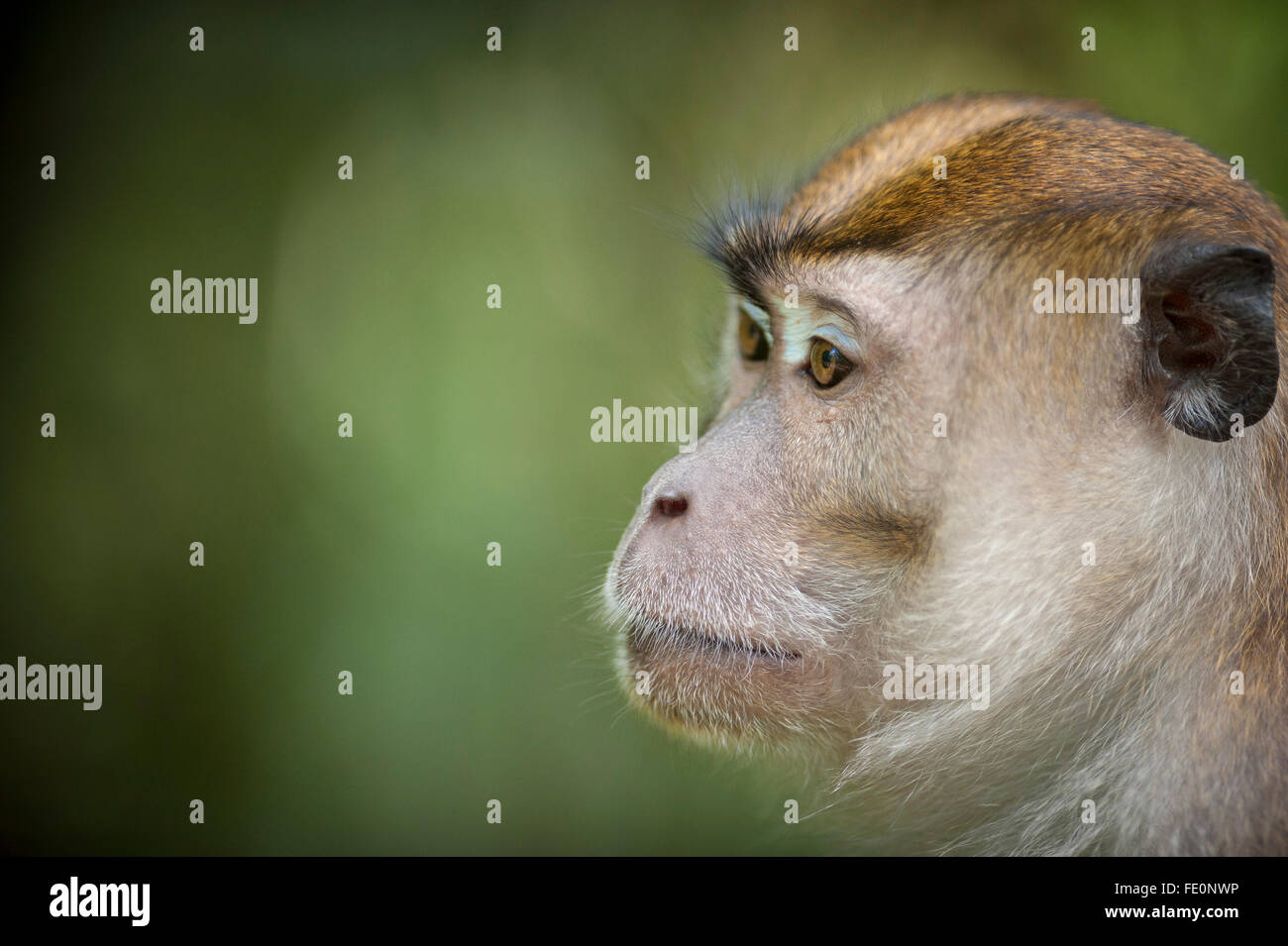 Long tailed macaque (Macaca fascicularis), Bukit Lawang, North Sumatra, Indonesia Stock Photo