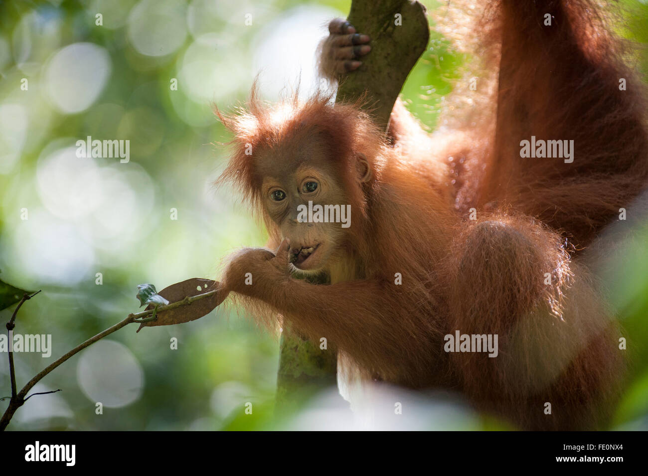 Sumatran orangutan (Pongo abelii) in Gunung Leuser National Park, Bukit Lawang, North Sumatra, Indonesia Stock Photo