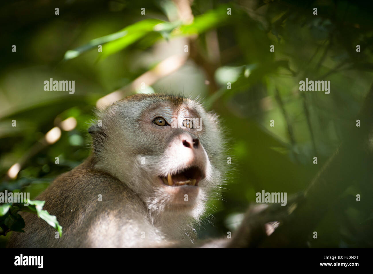 Long tailed macaque (Macaca fascicularis), Bukit Lawang, North Sumatra, Indonesia Stock Photo
