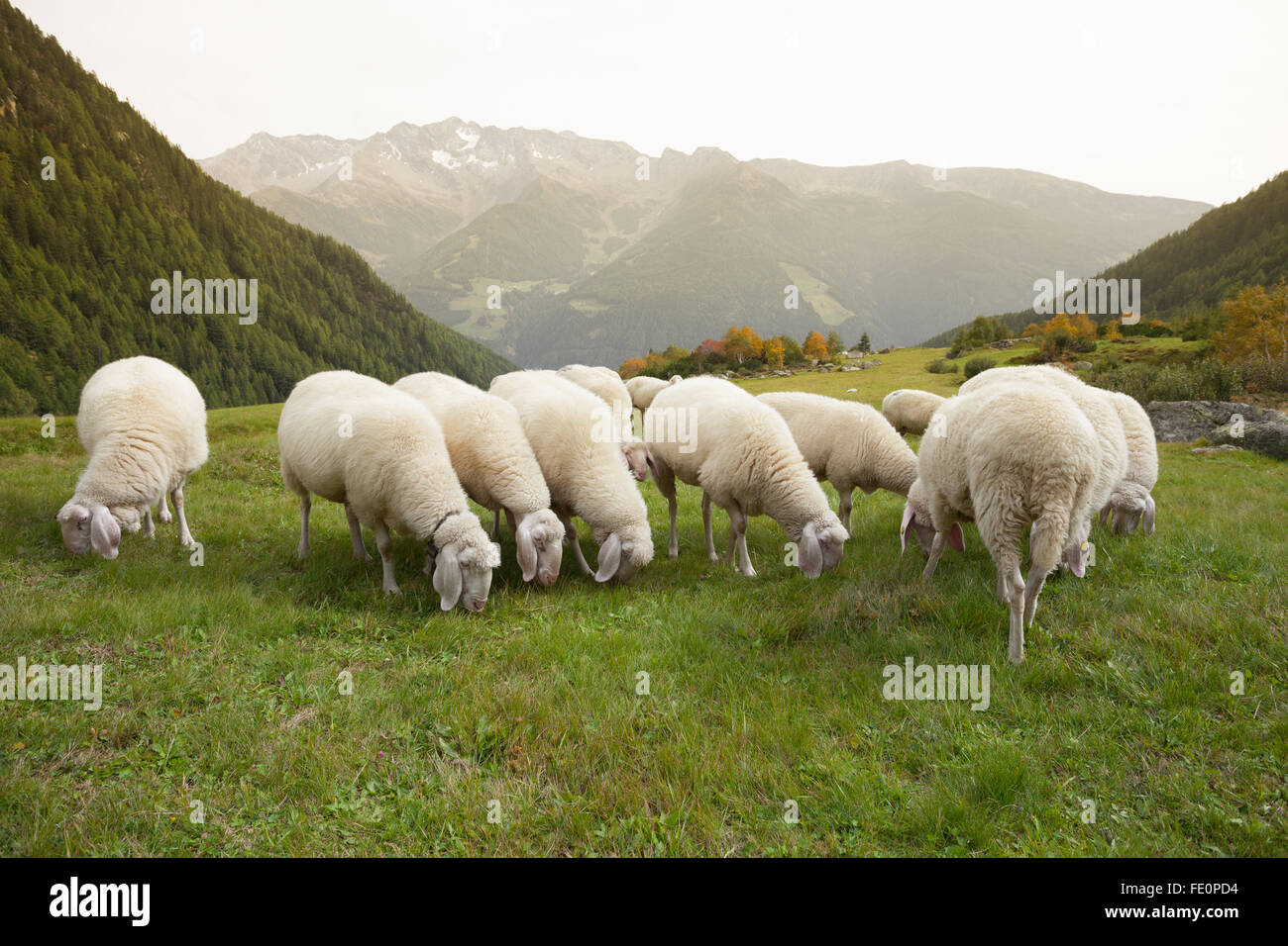 flock of sheep in an italian mountain pasture Stock Photo - Alamy
