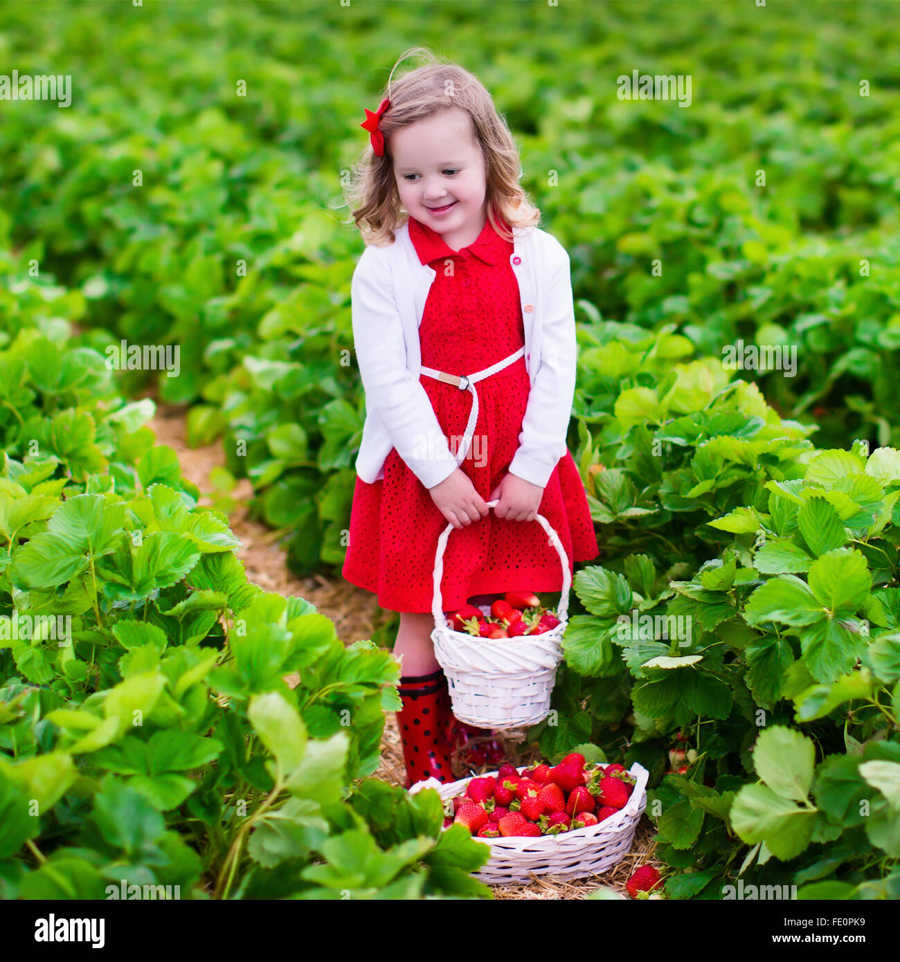 Child picking strawberries. Kids pick fresh fruit on organic strawberry