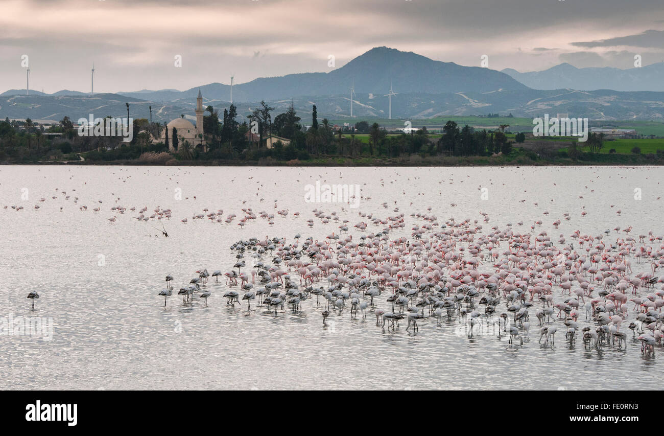 Group of wild Flamingo Birds r  at Larnaca salt lake in front of the famous Hala sultan Tekke Muslim shrine mosque Stock Photo