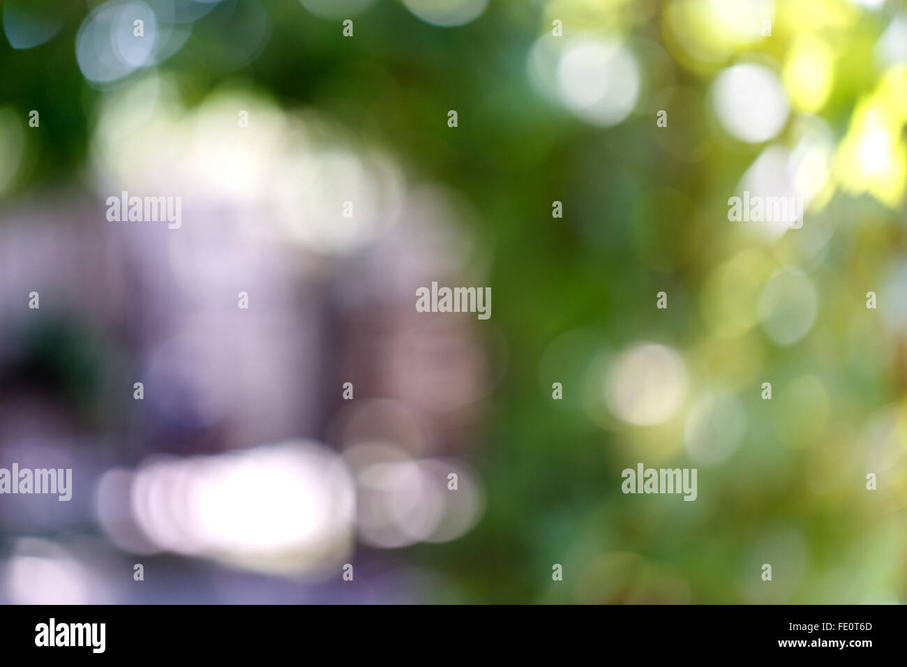 Green leaves bokeh background hi-res stock photography and images - Alamy