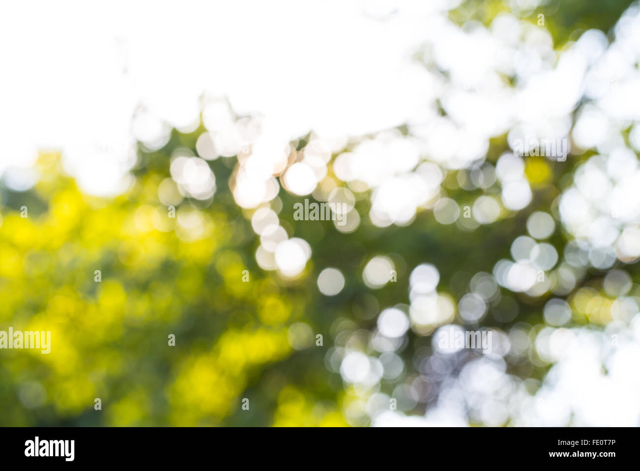 Bokeh trees hi-res stock photography and images - Alamy