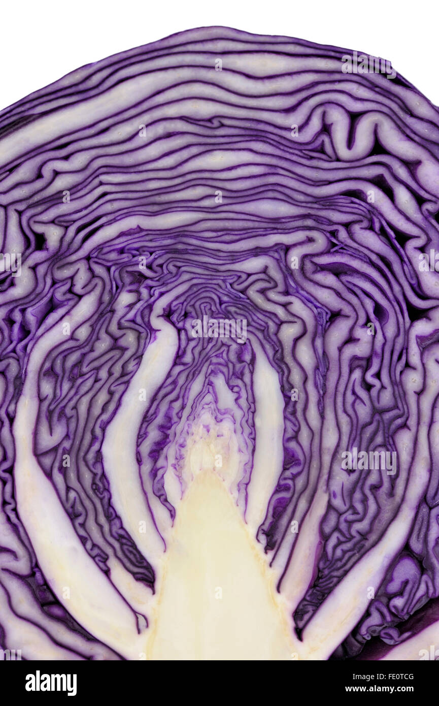 Red or purple cabbage also known as red kraut or blue kraut. Stock Photo