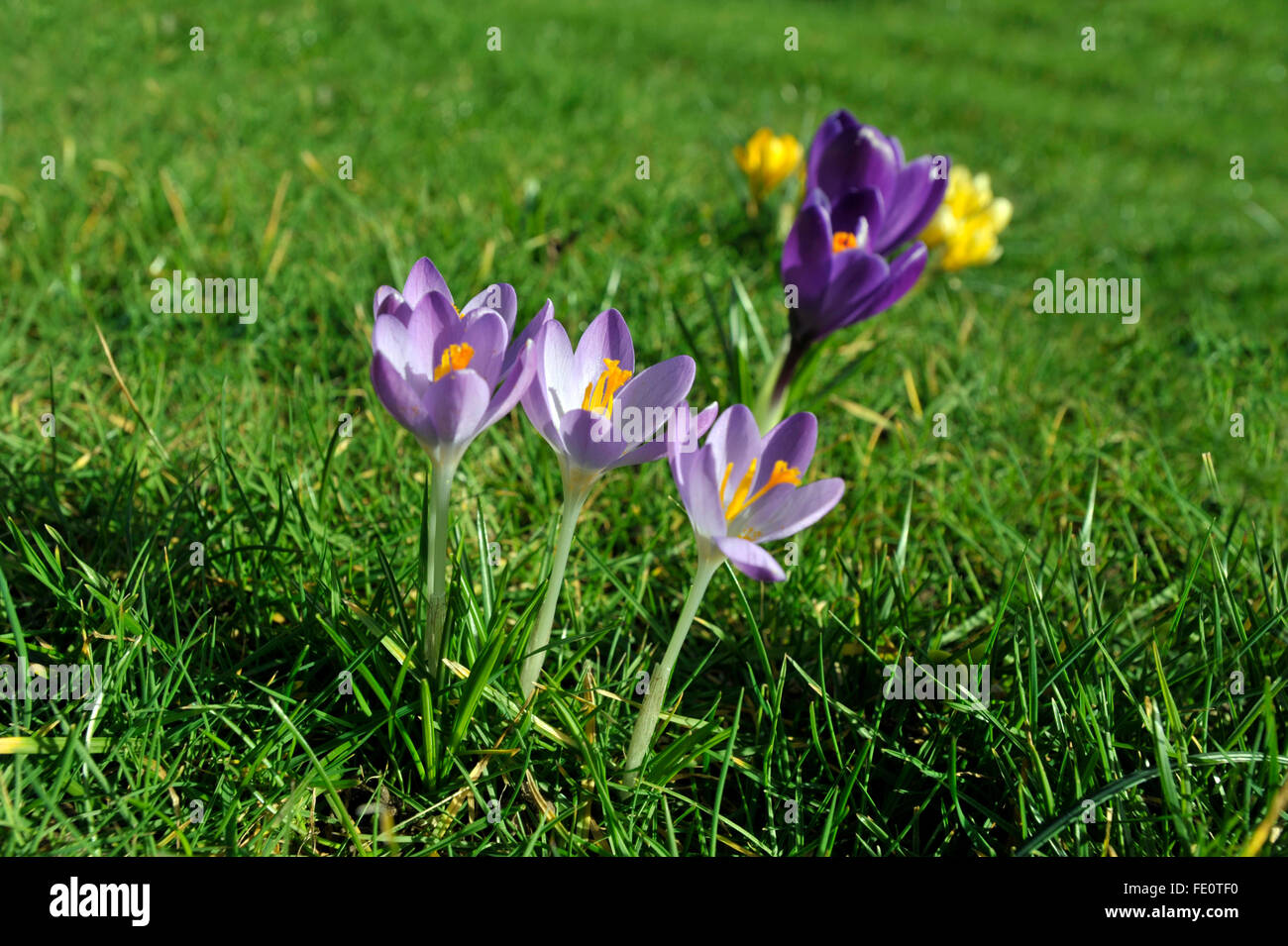 Spring crocus flowers growing in grass. Stock Photo