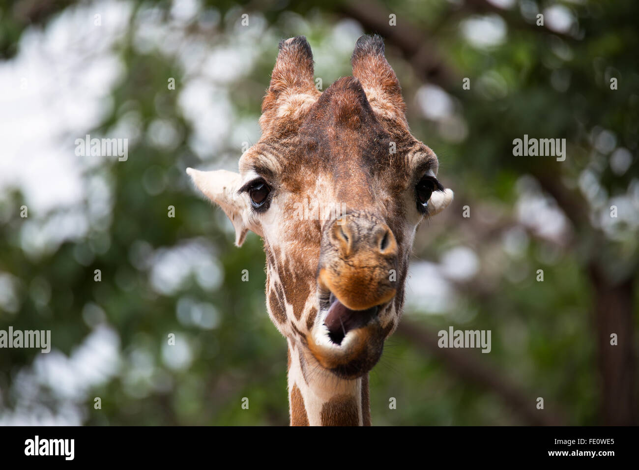 Portrait of giraffe hi-res stock photography and images - Alamy