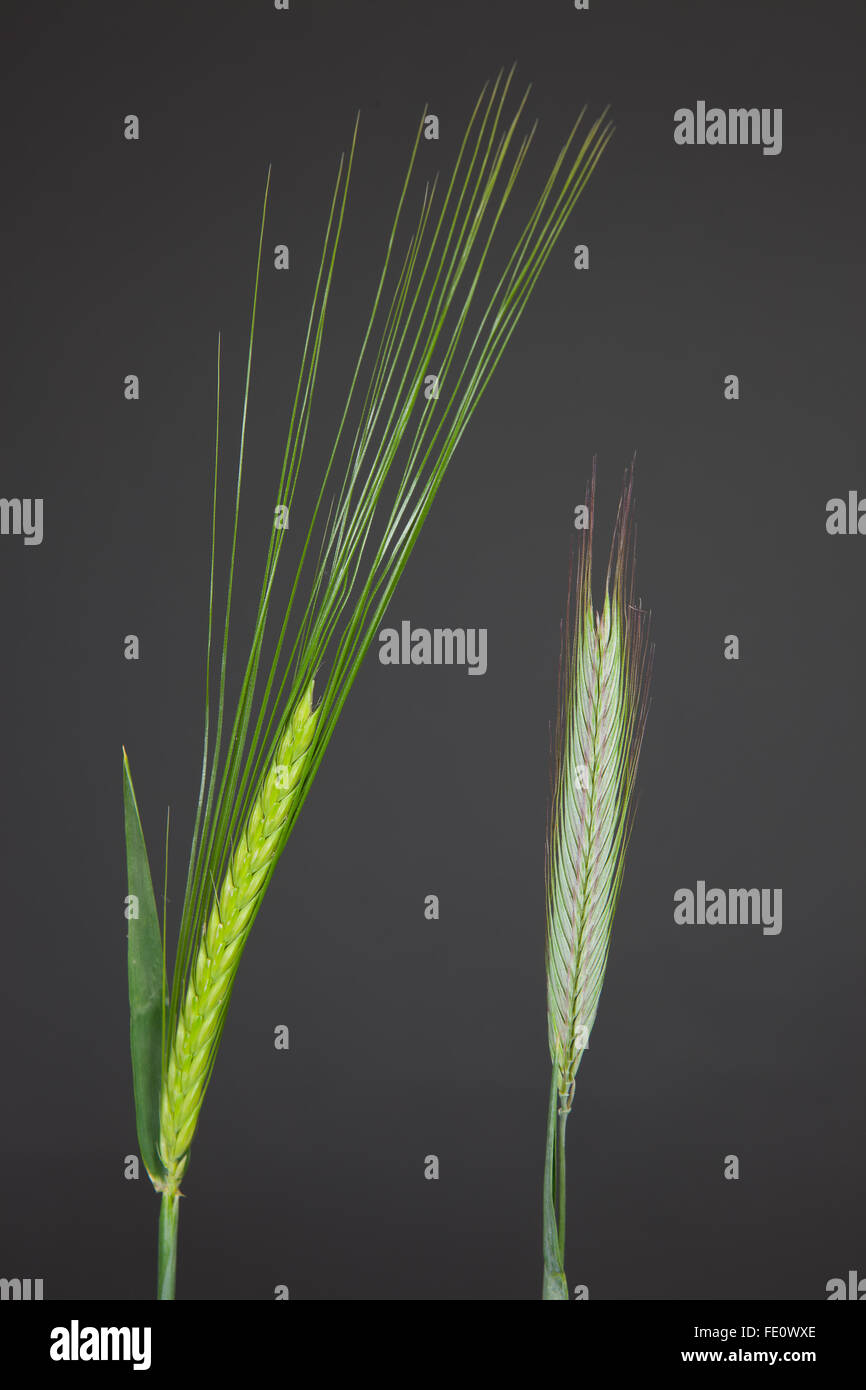 Barley and rye, ears at the stage of lactic ripeness Stock Photo