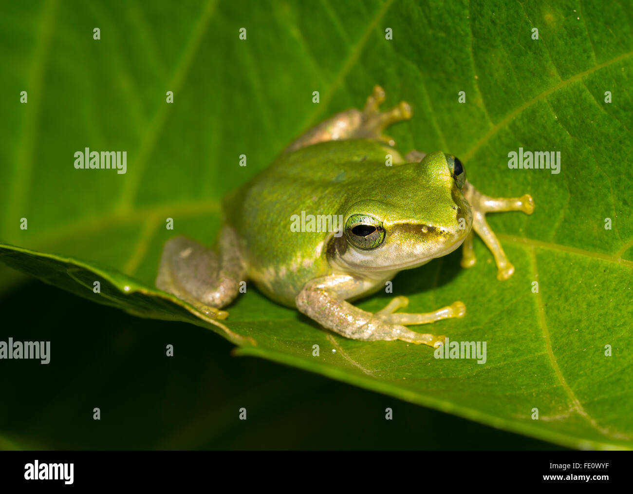 Madagascar frog (Boophis tephraeomystax) sitting on leaf, Ambalavao