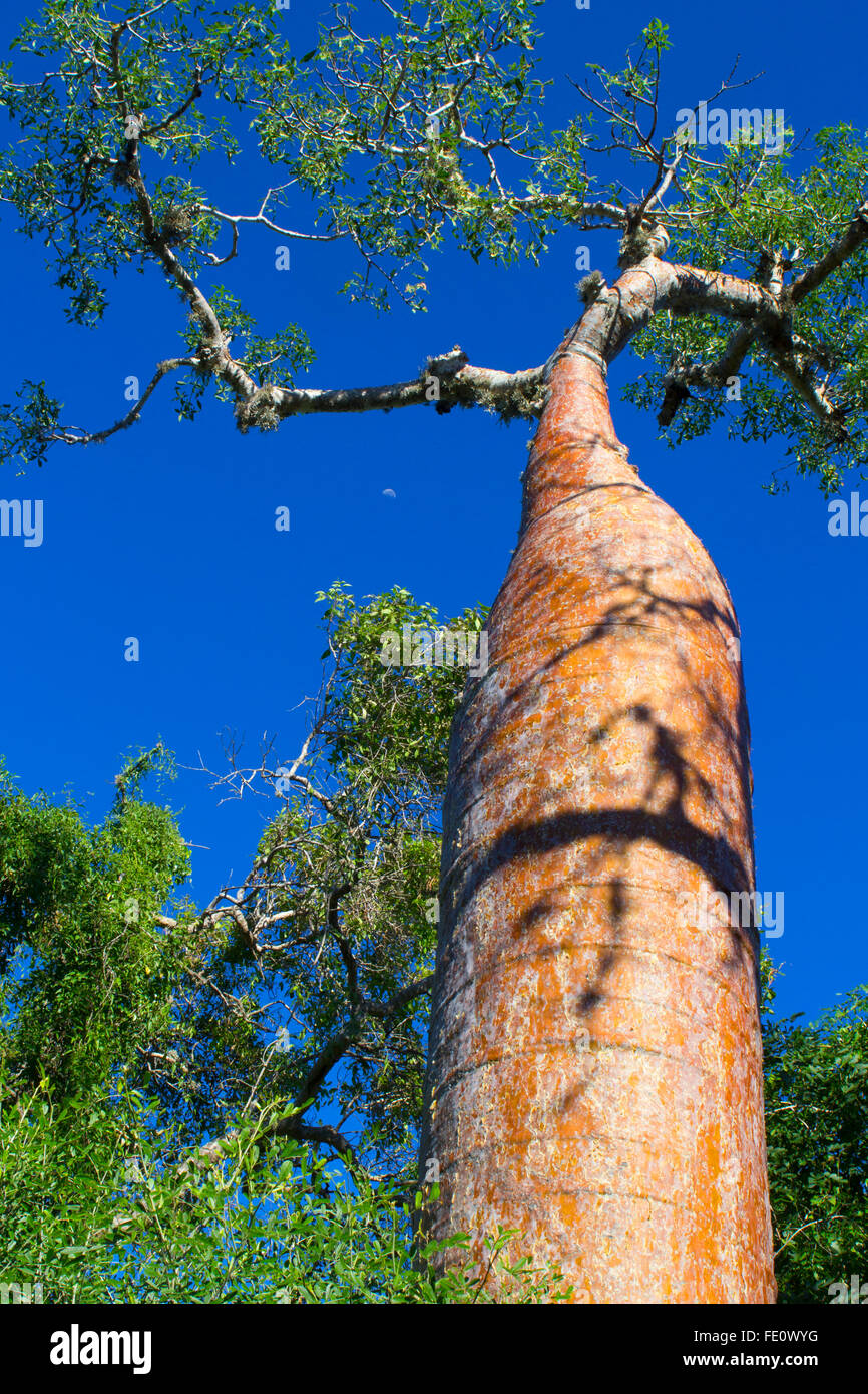 Fony Baobab (Adansonia rubrostipa), Ifaty-Mangily thorn forest, southern Madagascar, Madagascar Stock Photo