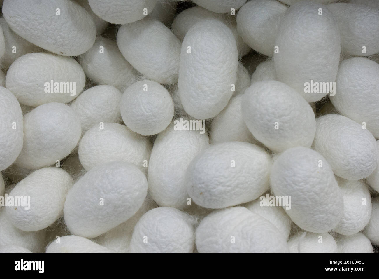 silk cocoons at a silk making factory in Japan Stock Photo