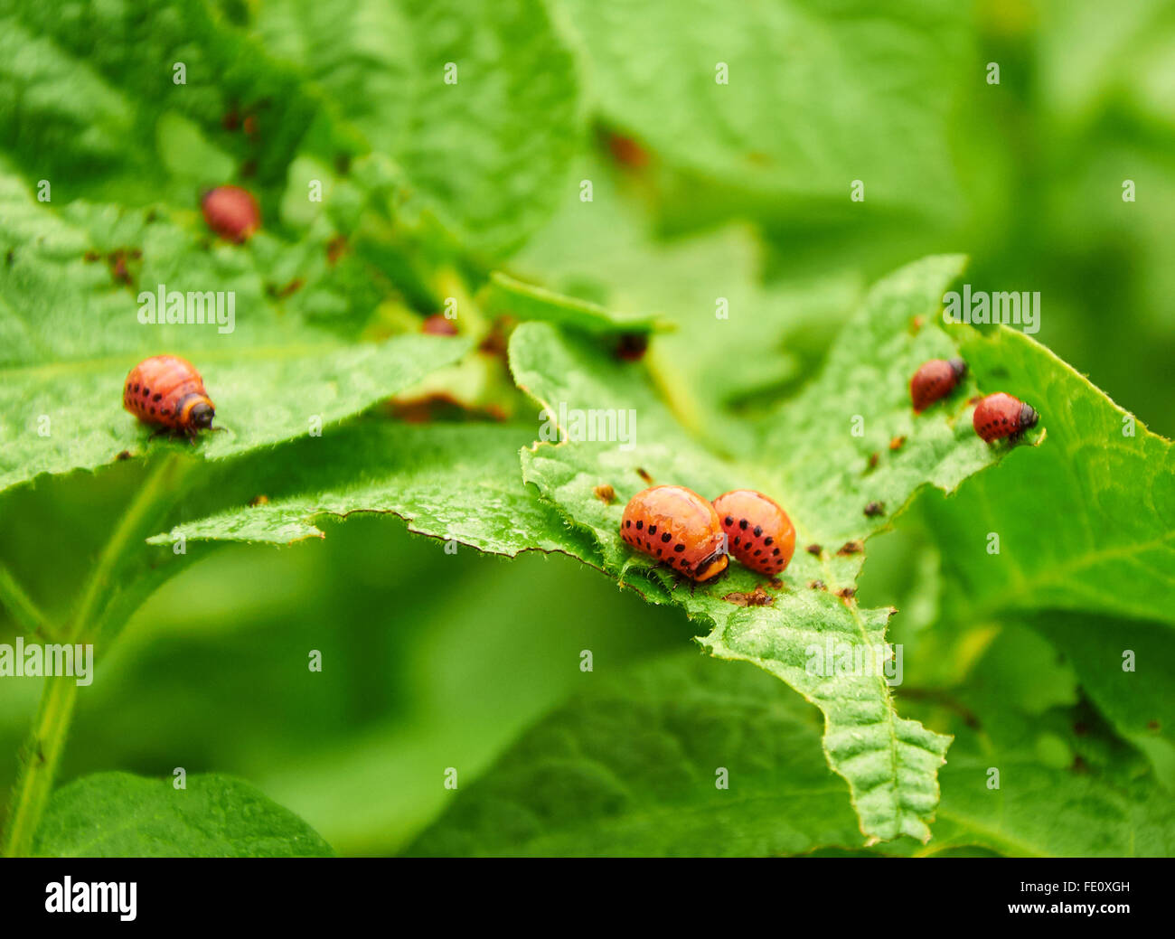 brood of  Colorado beetles on potato leaves Stock Photo